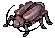 Thief Bug Female