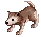 Baby Desert Wolf