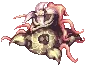 Mandragora